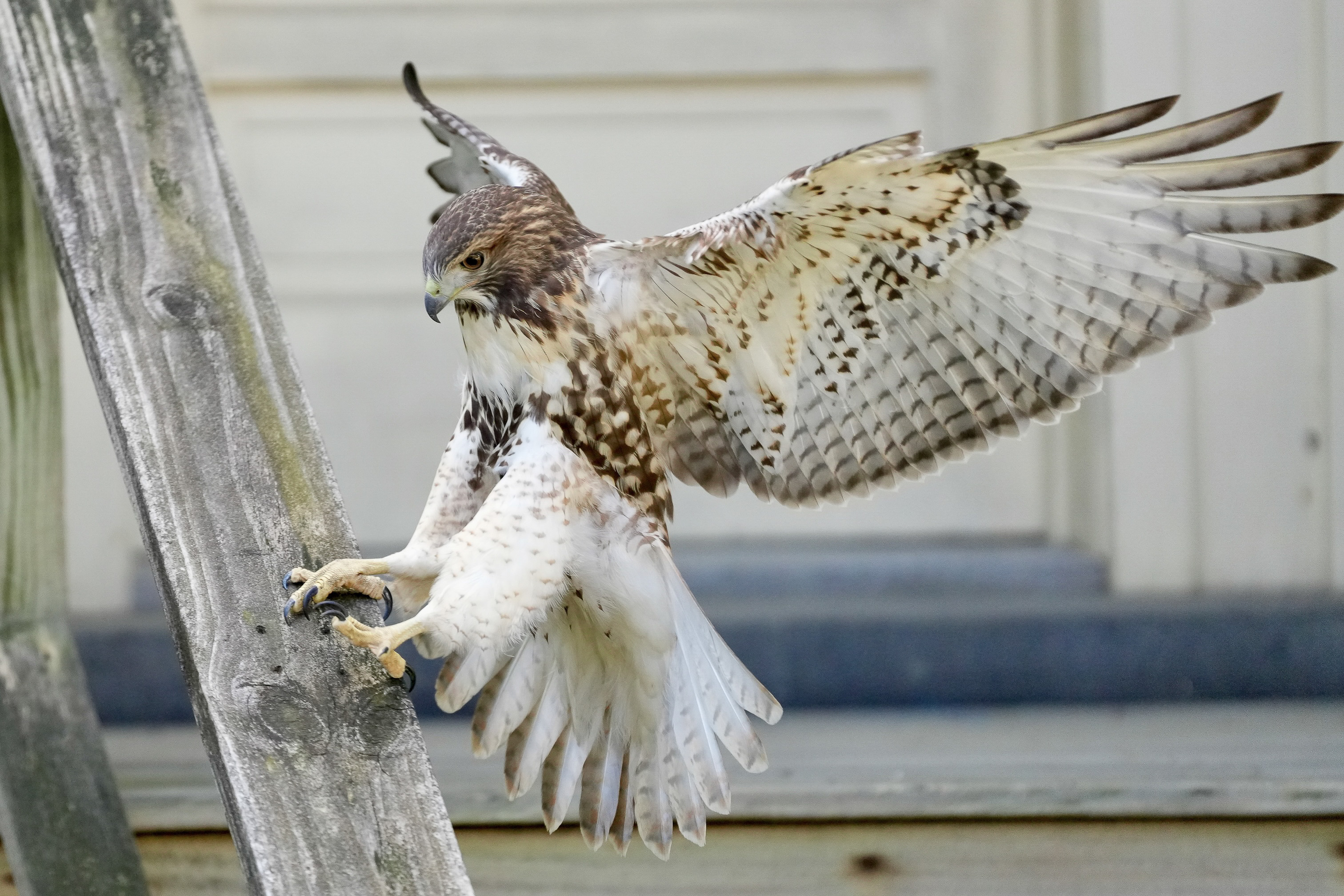 Red-tailed Hawks N1 and N2